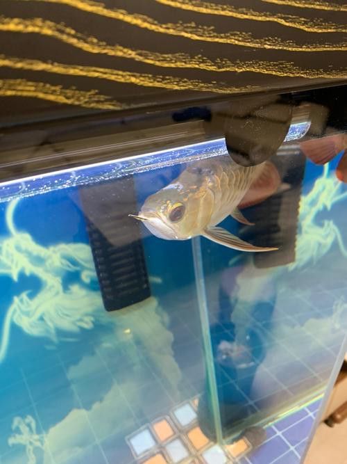 金龍魚晚上撞缸怎么回事兒
