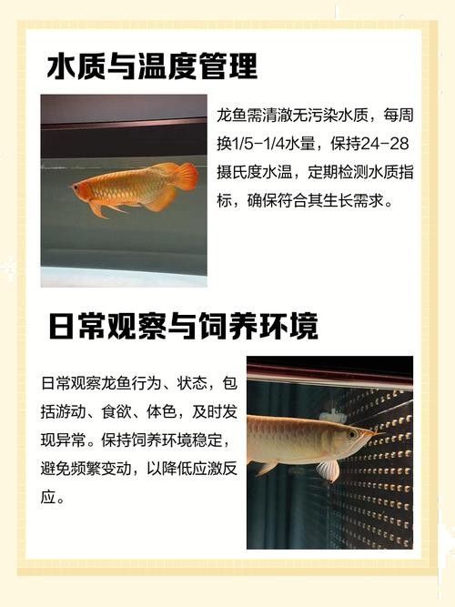 龍魚飼養知識大全圖解