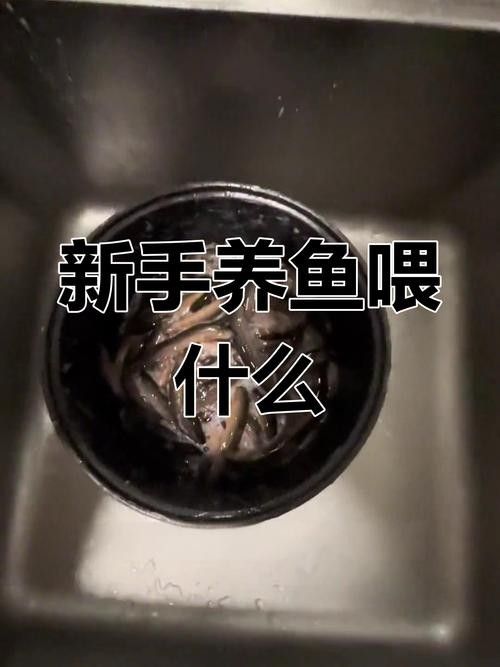 龍魚飼養知識大全圖解