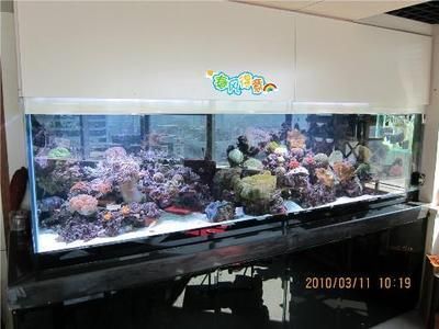 白缸養龍魚怎樣：白缸養紅龍魚的注意事項 白缸養龍魚怎樣：白缸養紅龍魚的注意事項 龍魚百科 第2張