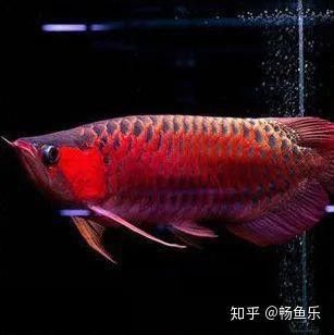 紫艷辣椒紅龍和血紅龍有何區別？