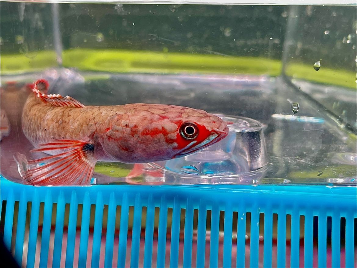 血斑一型雷龍魚是否可以混養，新手飼養者應該選擇適合自己的品種：血斑一型雷龍魚可以混養嗎