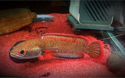 血斑一型雷龍魚是否可以混養，新手飼養者應該選擇適合自己的品種：血斑一型雷龍魚可以混養嗎