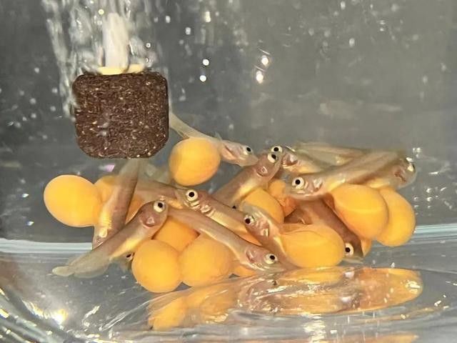 金龍魚苗吃什么活餌比較好？