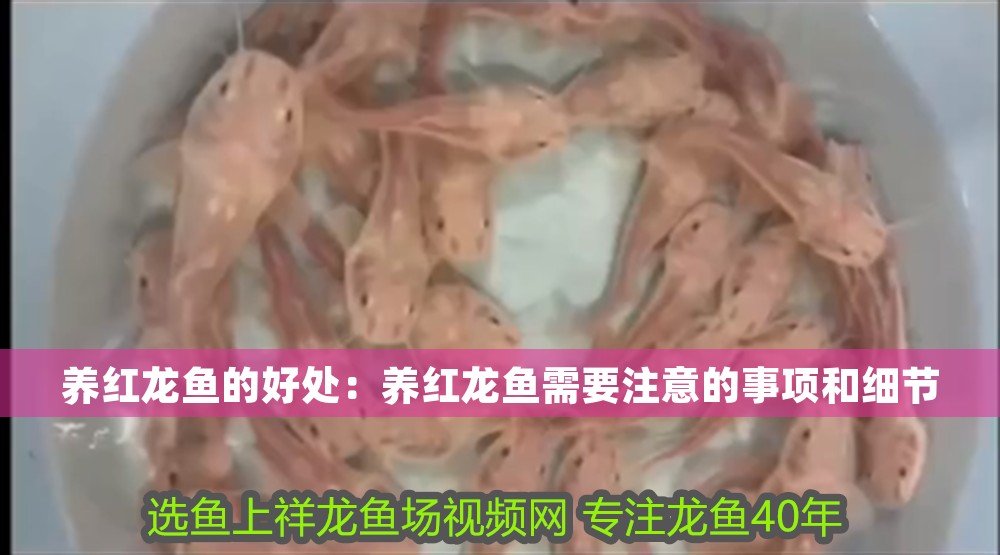 養紅龍魚的好處：養紅龍魚需要注意的事項和細節