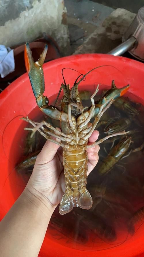 產地直供的小青龍有哪些優勢？