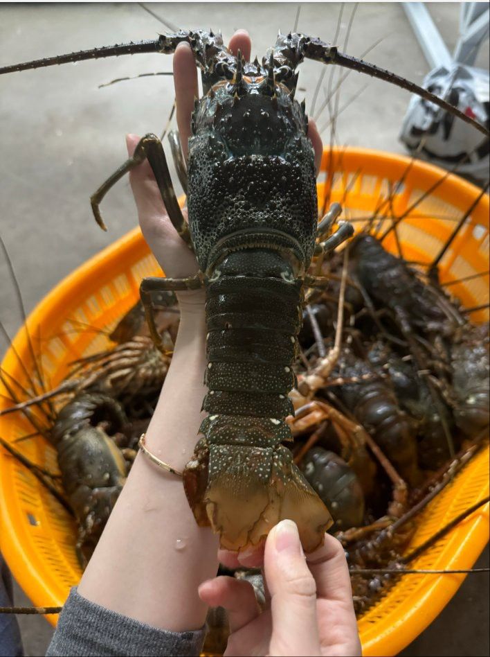產地直供的小青龍有哪些優勢？