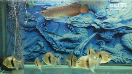 金龍魚壁畫魚頭朝門內還是外【金龍魚壁畫魚頭朝內的寓意】