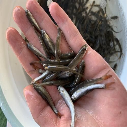 銀龍魚苗圖片大全高清圖