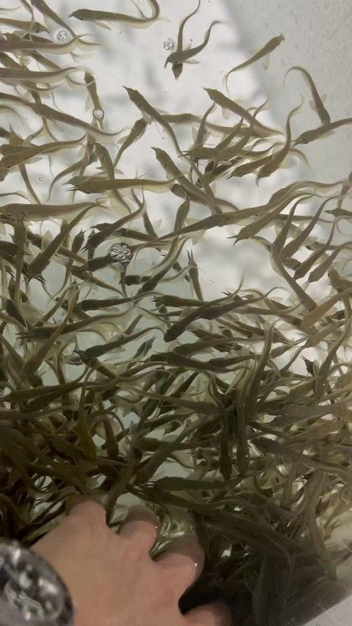 銀龍魚苗圖片大全高清圖