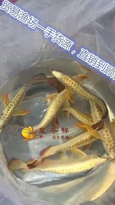銀龍魚苗圖片大全高清圖