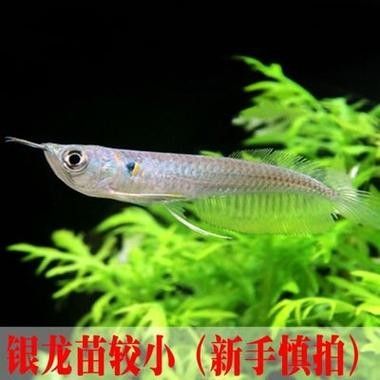 銀龍魚苗圖片大全高清圖