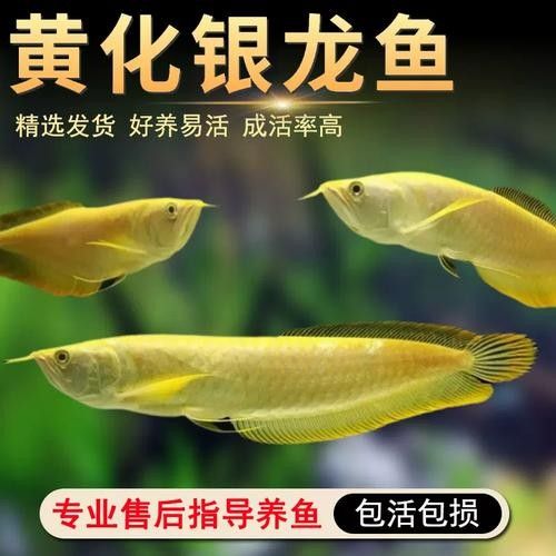 銀龍魚苗圖片大全高清圖