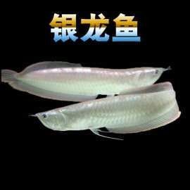 銀龍魚苗圖片大全高清圖
