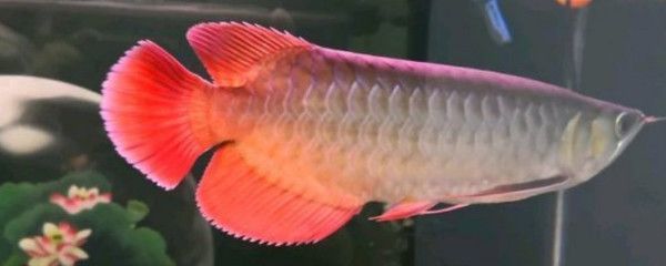 龍魚掉了一片鱗多久才能長回來？：龍魚不小心吃了大白片怎么辦，龍魚吃了大白片怎么辦