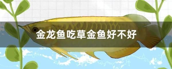 喂金龍魚的小魚怎么消毒（喂金龍魚的消毒方法是一種常用的消毒方法是一種常用的消毒方法）