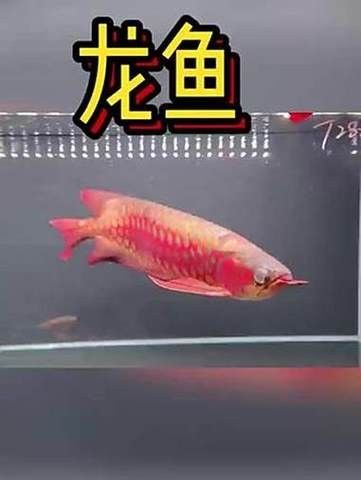 長沙龍魚水族店