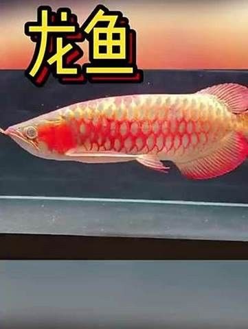 長沙龍魚水族店