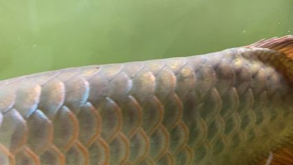 龍魚頭上很多黑點：龍魚頭上有黑點是怎么回事 龍魚頭上很多黑點：龍魚頭上有黑點是怎么回事 龍魚百科 第3張