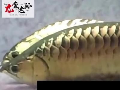 龍魚為什么要含卵：關于龍魚含卵的幾個關鍵信息