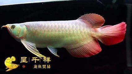 龍魚過背好還是高背好：如何辨別優質龍魚