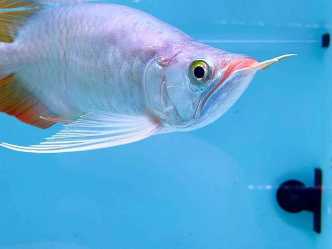 金龍魚長到多大開始發色