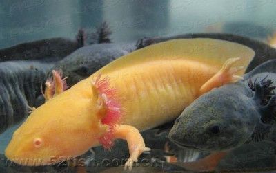 最大的六角龍魚有多大（六角龍魚的大小因個體差異、生活環境和飼養條件等因素不同）