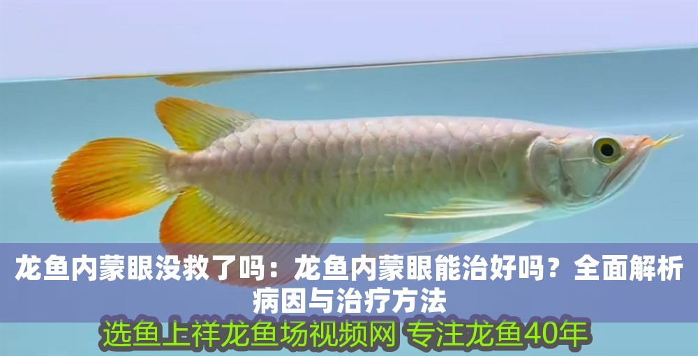 龍魚內蒙眼沒救了嗎：龍魚內蒙眼能治好嗎？全面解析病因與治療方法