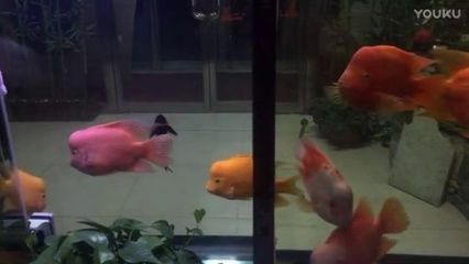 紅鸚鵡和金龍魚能混養嗎：紅鸚鵡和金龍魚能混養嗎紅鸚鵡和金龍魚能混養嗎