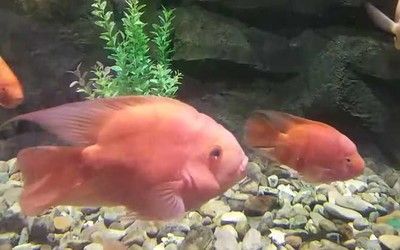紅鸚鵡和金龍魚能混養嗎：紅鸚鵡和金龍魚能混養嗎紅鸚鵡和金龍魚能混養嗎