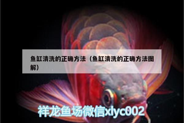 龍魚底色不干凈怎么處理，如何判斷龍魚營養是否均衡