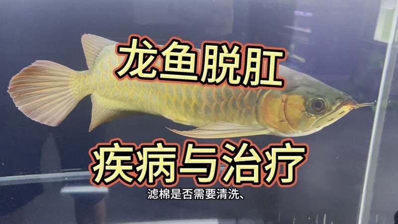 龍魚疾病治療期間需要停食嗎？