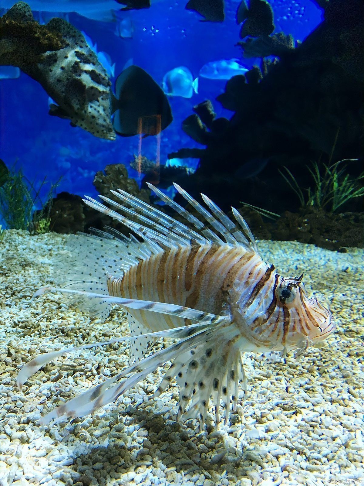 如何維持龍魚繁殖所需的水質(zhì)？
