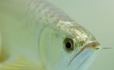 招財(cái)魚跟龍魚 虎魚混養(yǎng)（招財(cái)魚與龍魚混養(yǎng)會(huì)發(fā)生打架現(xiàn)象嗎？）