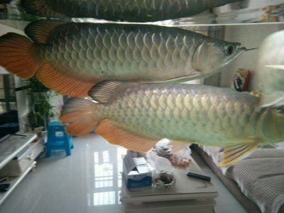 龍魚鱗片有白色疙瘩：龍魚鱗片出現白色疙瘩可能由多種因素引起龍魚常見疾病預防指南