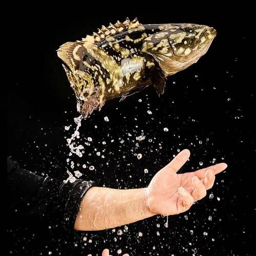 如何區分其他種類的石斑魚？