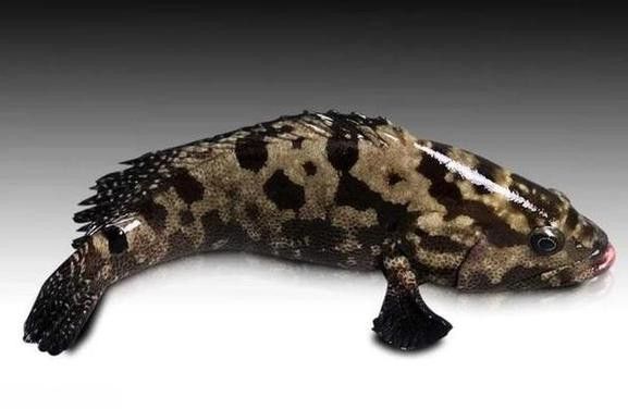 如何區分其他種類的石斑魚？