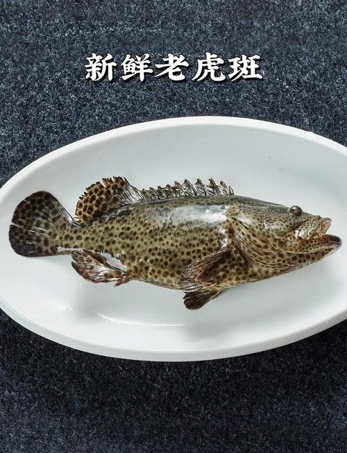 如何區分其他種類的石斑魚？