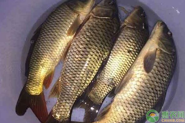 黃金龍魚養殖注意事項：養殖黃金龍魚的注意事項