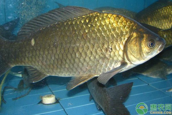 黃金龍魚養殖注意事項：養殖黃金龍魚的注意事項