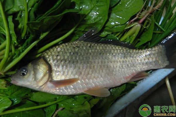 黃金龍魚養殖注意事項：養殖黃金龍魚的注意事項
