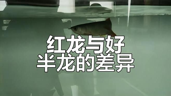 如何區分紅龍魚和號半紅龍魚？