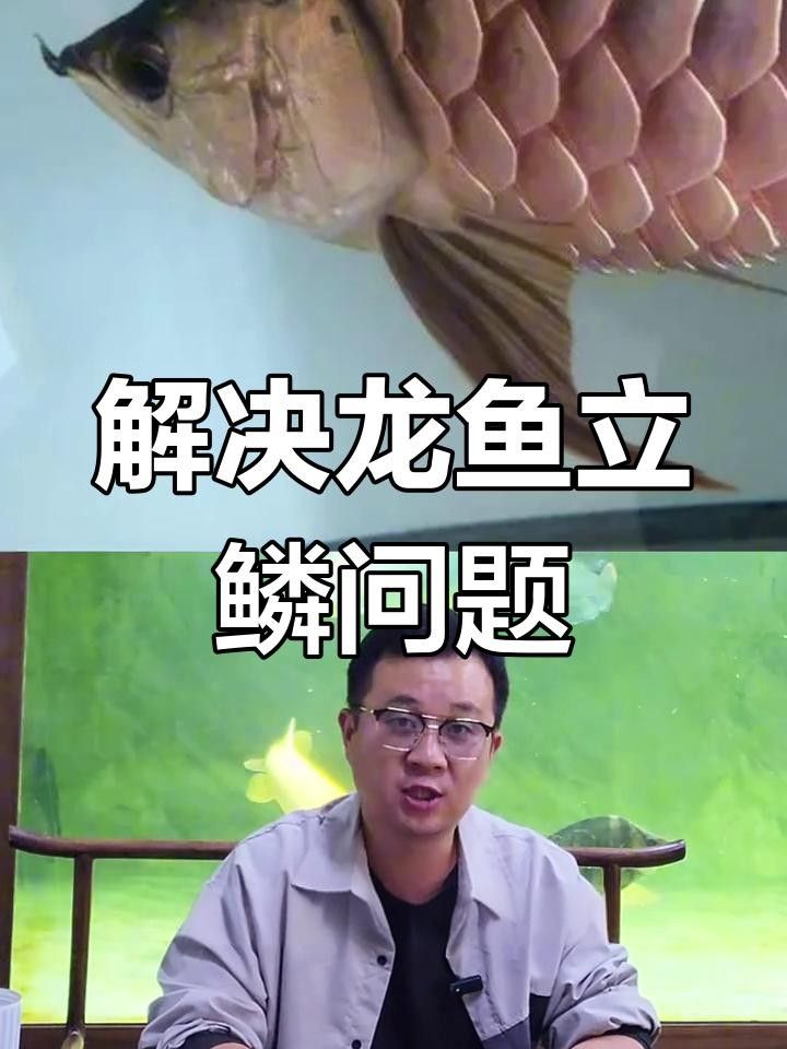 龍魚立鱗病有哪些早期癥狀？ 龍魚立鱗病有哪些早期癥狀？ 龍魚百科 第1張