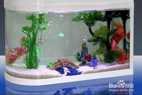 綠皮辣椒紅龍魚發色過程視頻（綠皮辣椒紅龍魚發色過程視頻教程）