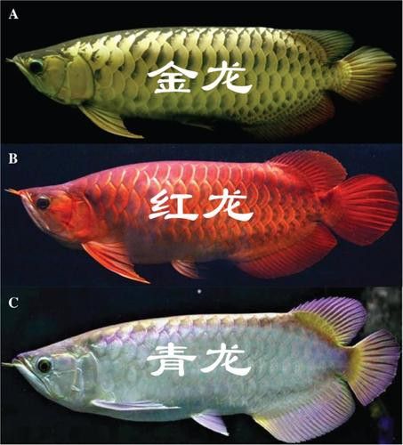 有沒有不同角度的金龍魚高清圖片？