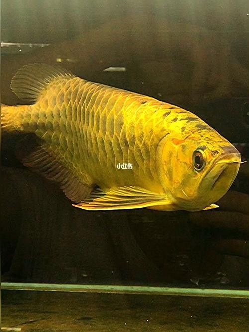 有沒有不同角度的金龍魚高清圖片？