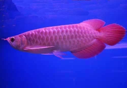 銀龍魚飼養放鹽比例是多少