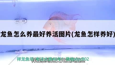 龍魚怎么養最好看：養龍魚需要從多方面著手，從多方面著手，幫助您養出好看的龍魚
