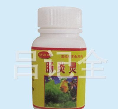 龍魚特效抗菌藥物（龍魚特效抗菌藥物使用誤區）