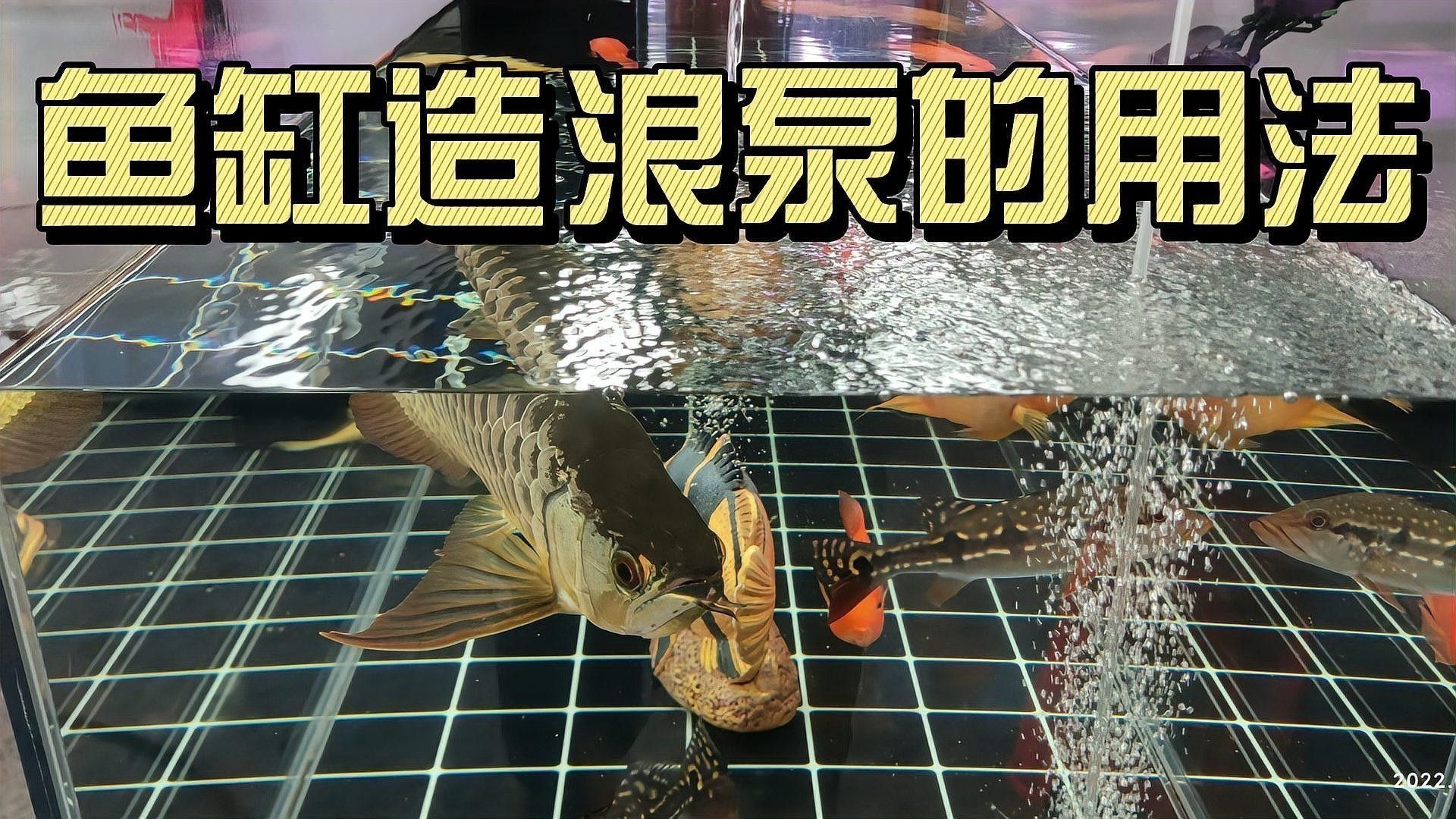 金龍魚尾巴下垂還能不能恢復